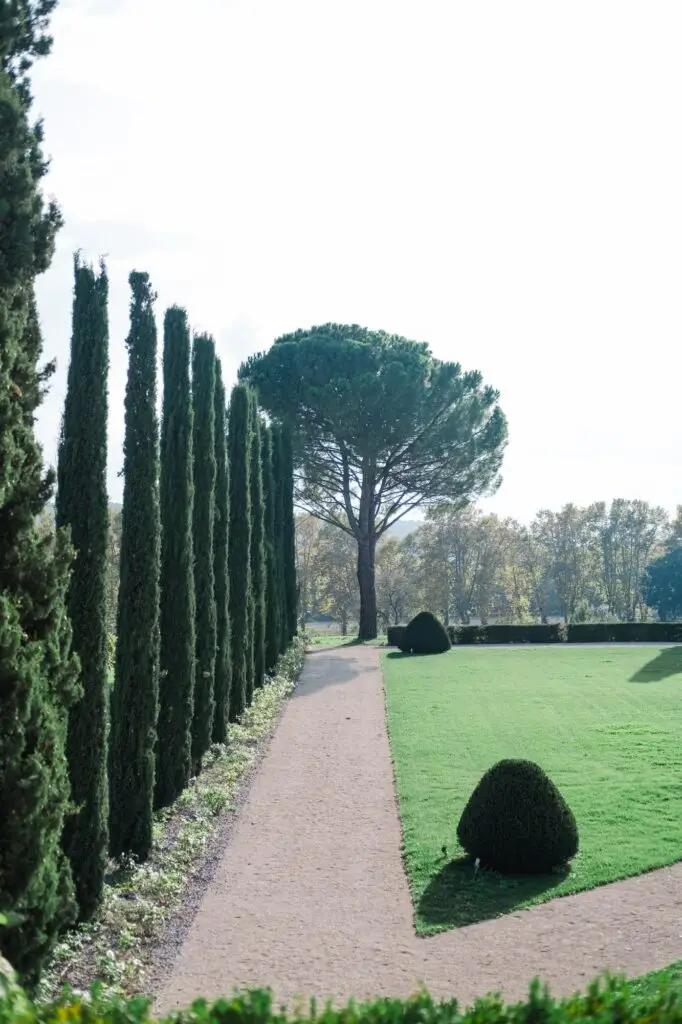 Cypress trees guard the path of love, a Provençal promenade eternalized by Julien Boyer