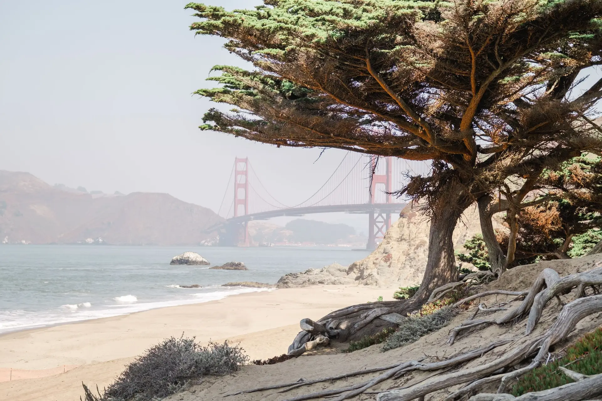 Plage de San Francisco avec un arbre emblématique et le Golden Gate Bridge en arrière-plan lors d’un elopement en Californie